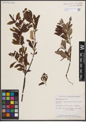 Foto von Salix discolor Muhl.